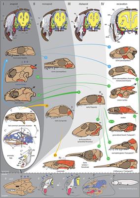 Morphofunctional Categories and Ontogenetic Origin of Temporal Skull Openings in Amniotes